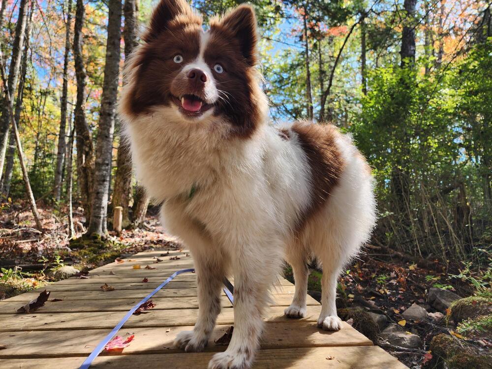 Nutter Butter, Adoptable, Young Female Pomeranian & Husky.