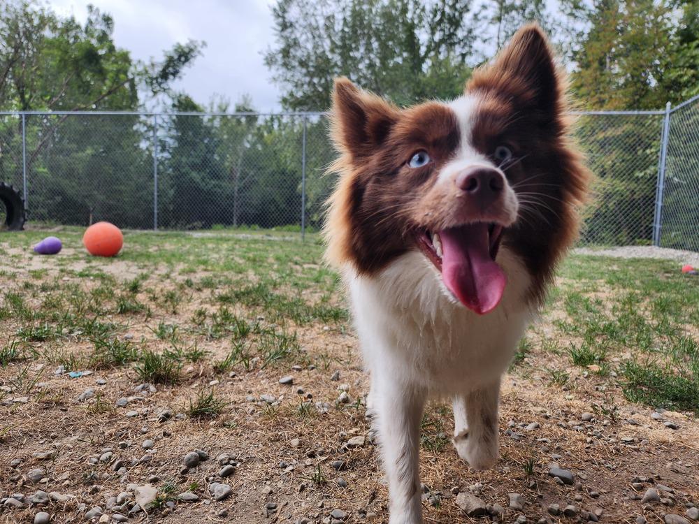 Nutter Butter, Adoptable, Young Female Pomeranian & Husky.