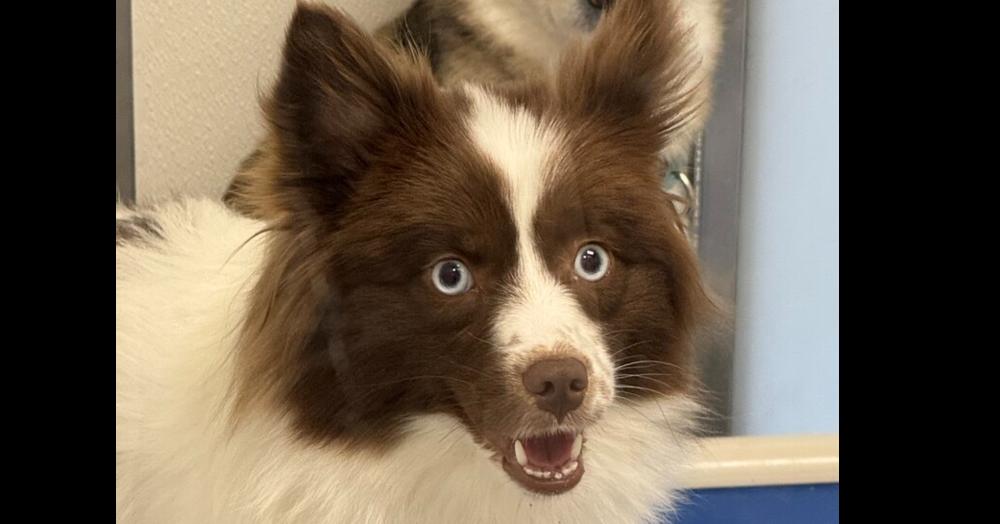 Nutter Butter, Adoptable, Young Female Pomeranian & Husky.