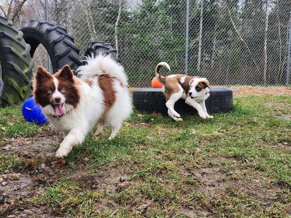 Nutter Butter, a Adoptable mixed breed in Trenton, ME image 3/3