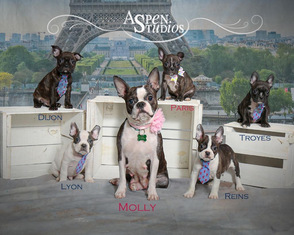 Lyon, Adopted, Young Male Boston Terrier & French Bulldog.