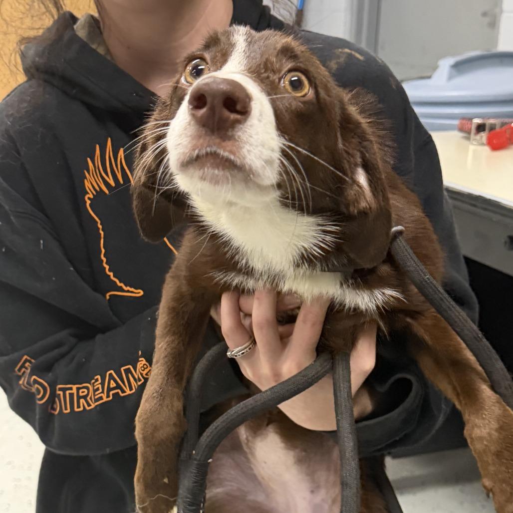 Rosalina aka 091426-8D, Adoptable, Young Female Retriever & Mixed Breed.