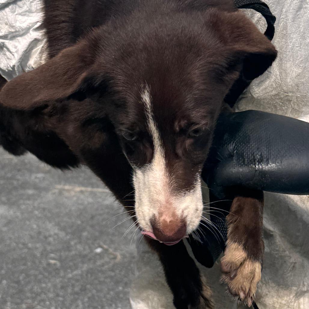 Enlarge Rosalina aka 091426-8D, a Adoptable mixed breed in Marion, VA image 4/4