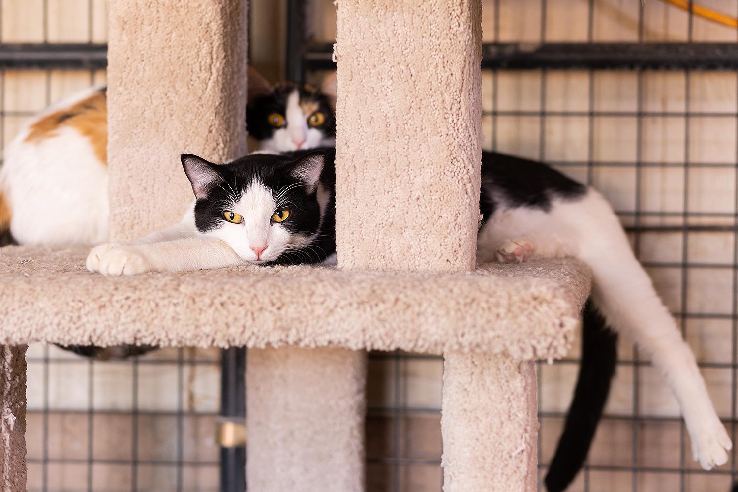Chris Angel, a Adoptable Domestic Short Hair in Marana, AZ image 3/4