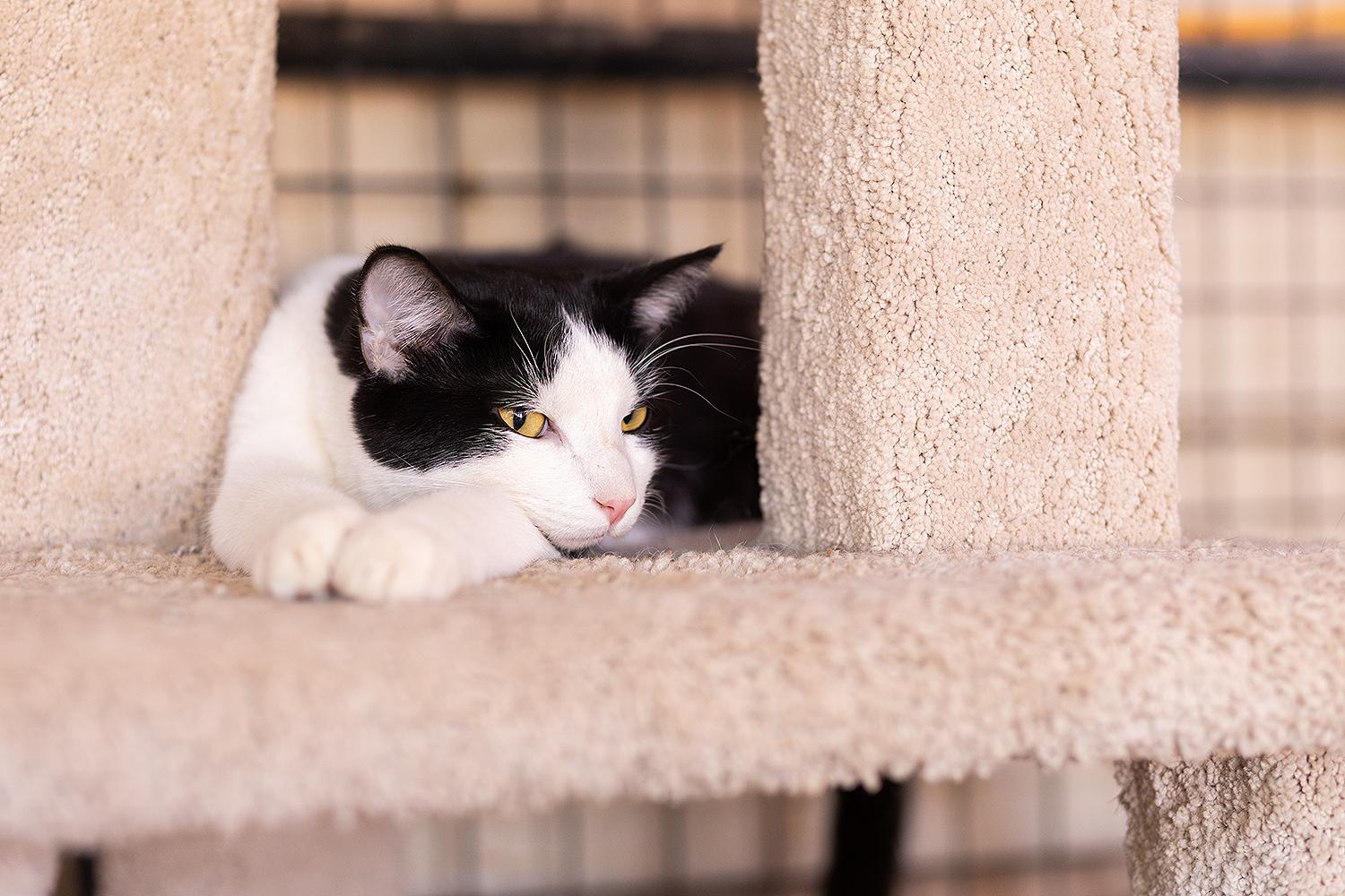 Chris Angel, a Adoptable Domestic Short Hair in Marana, AZ image 2/4
