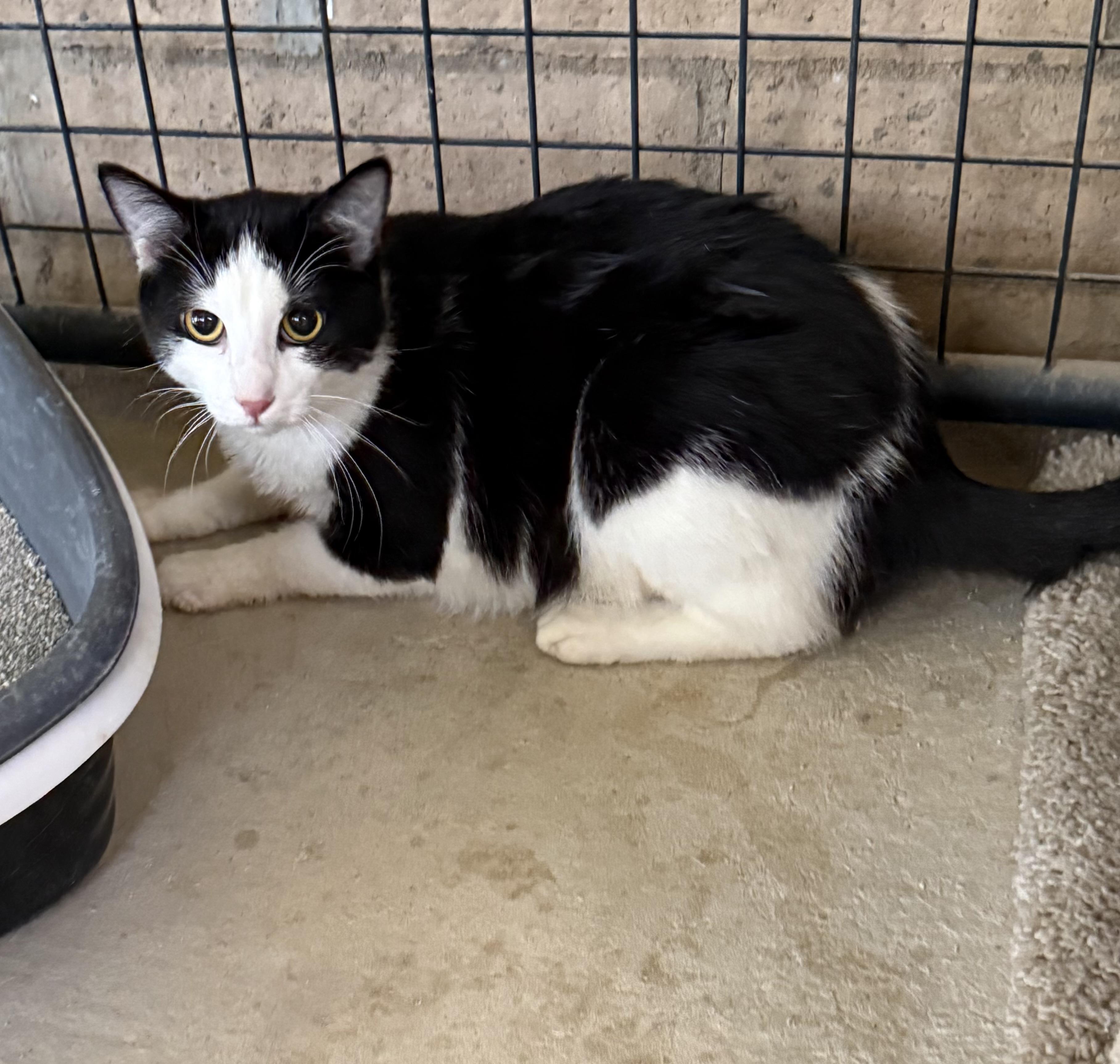 Enlarge Chris Angel, a Adoptable Domestic Short Hair in Marana, AZ image 1/2