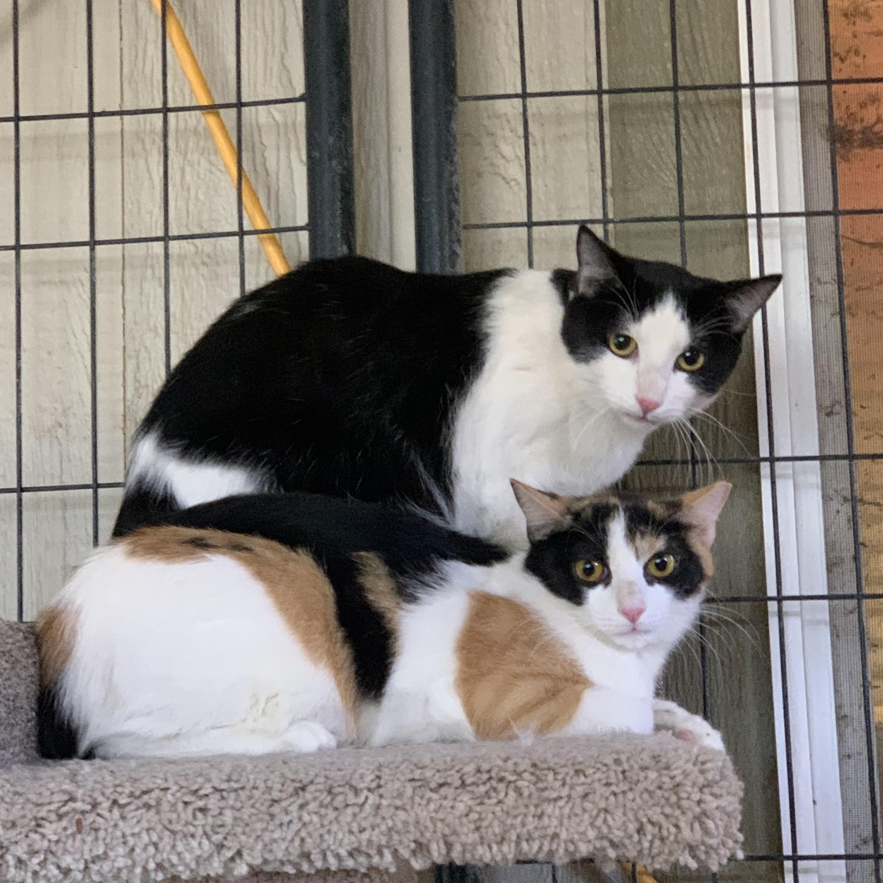 Enlarge Chris Angel, a Adoptable Domestic Short Hair in Marana, AZ image 2/2