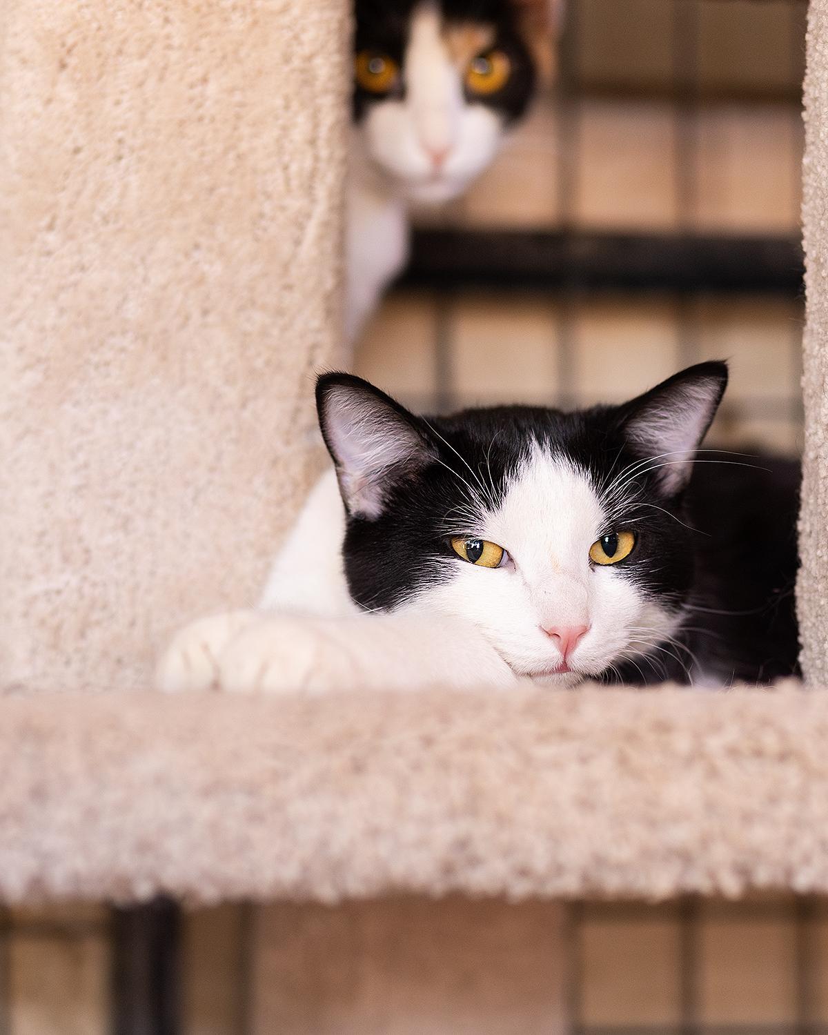 Chris Angel, a Adoptable Domestic Short Hair in Marana, AZ image 1/4