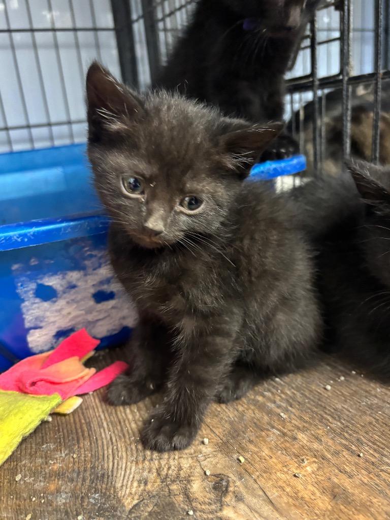 Princess, Adoptable, Kitten Female Domestic Short Hair.