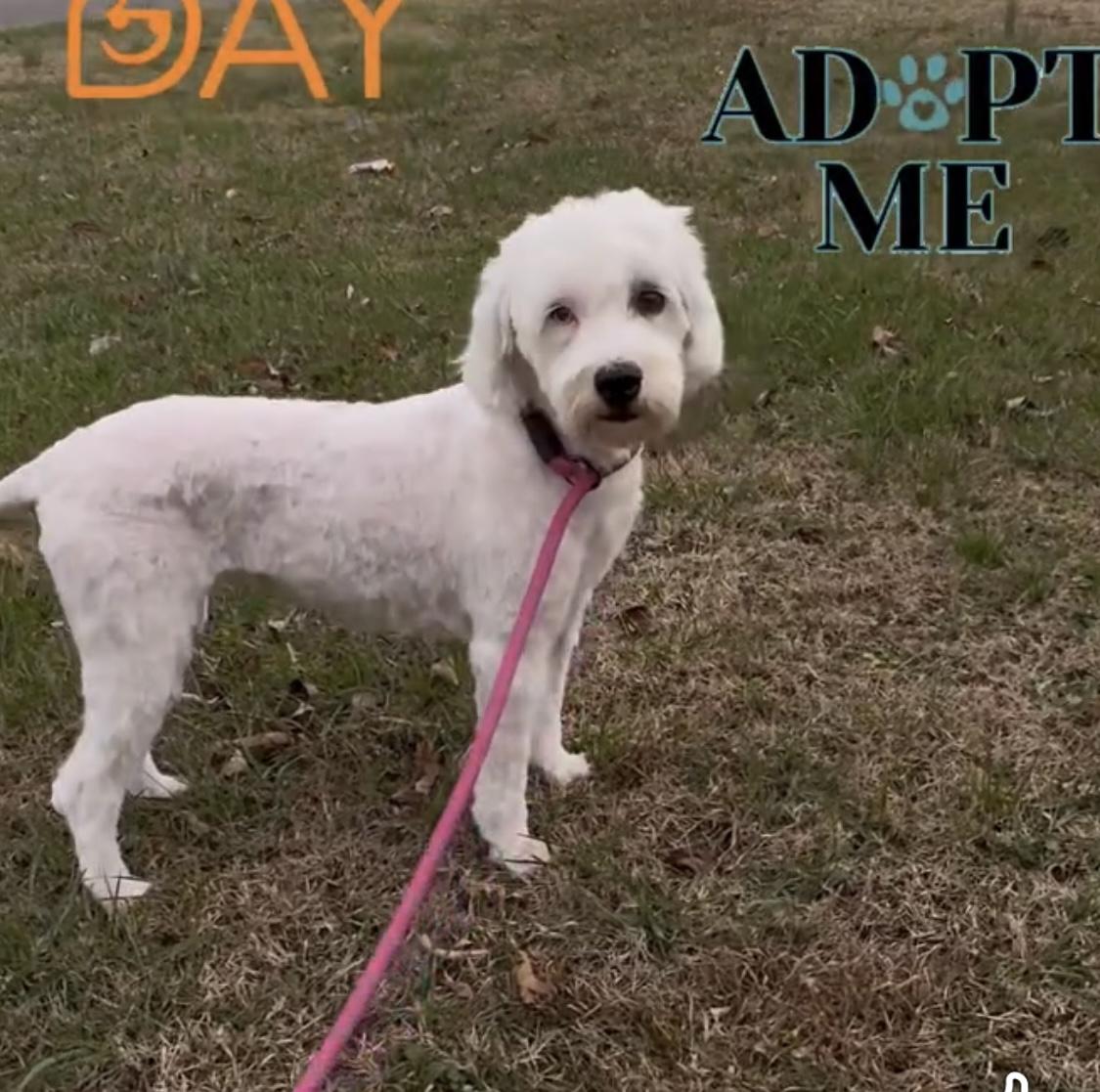Enlarge Molly, a ADOPTABLE Sheepadoodle in Woodlawn, TN image 2/5