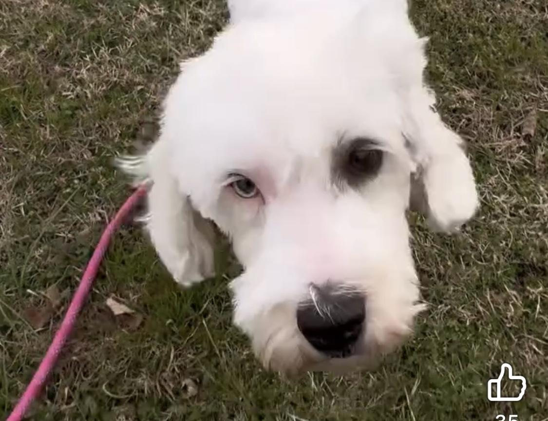 Enlarge Molly, a ADOPTABLE Sheepadoodle in Woodlawn, TN image 1/5