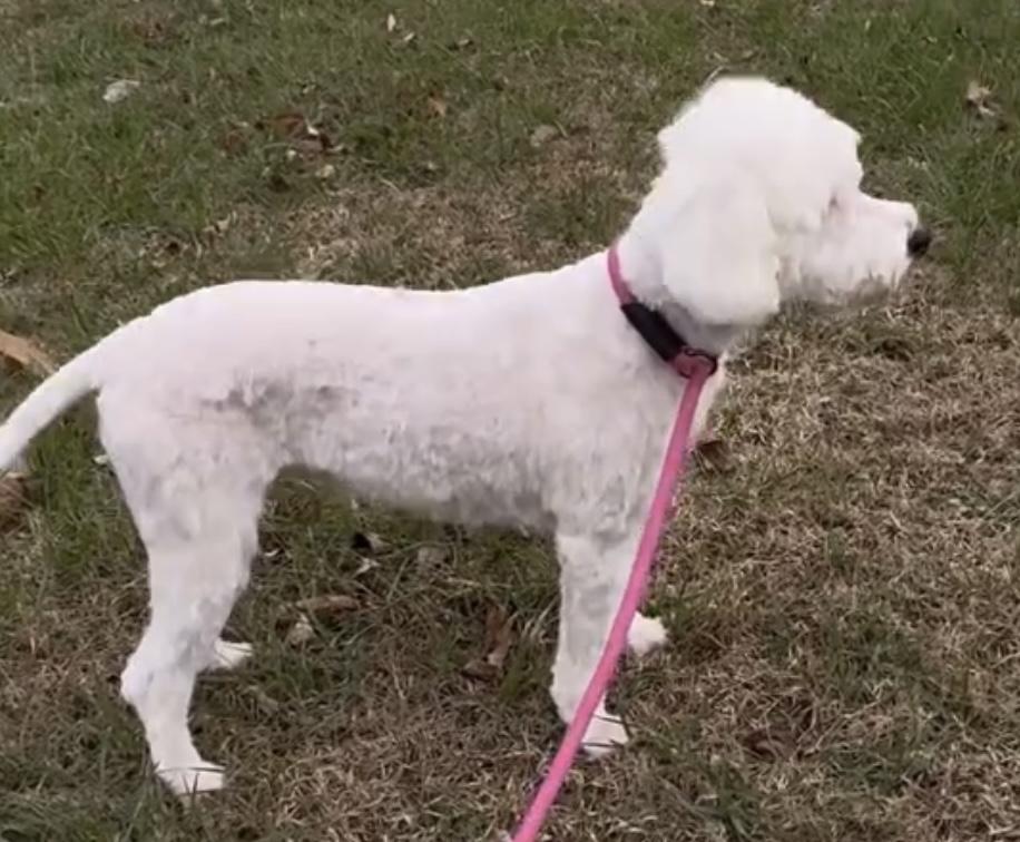 Enlarge Molly, a ADOPTABLE Sheepadoodle in Woodlawn, TN image 4/5
