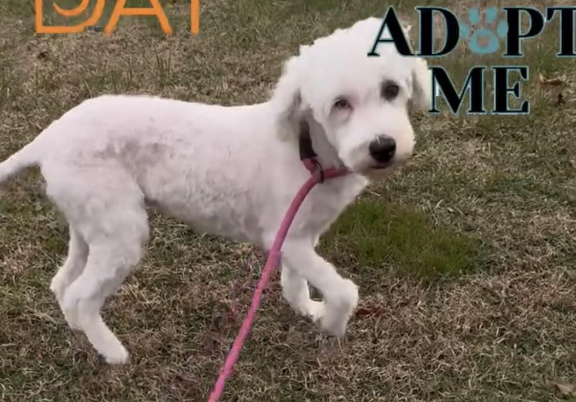 Enlarge Molly, a ADOPTABLE Sheepadoodle in Woodlawn, TN image 5/5