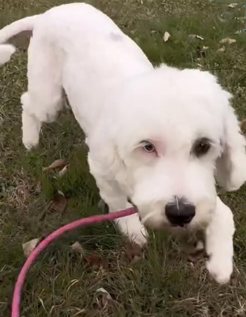 Molly, ADOPTABLE, Adult Female Sheepadoodle.