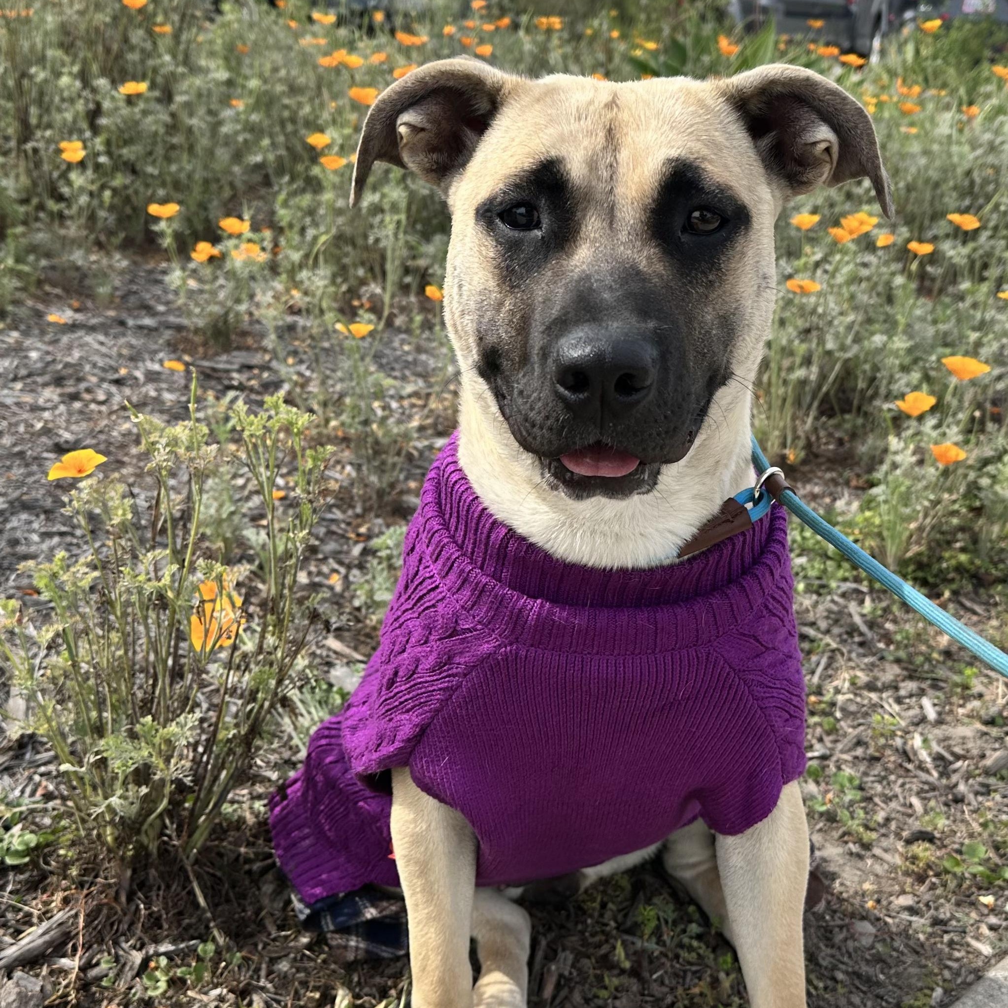 Sadie, a Adoptable mixed breed in Sun Valley, CA image 5/6
