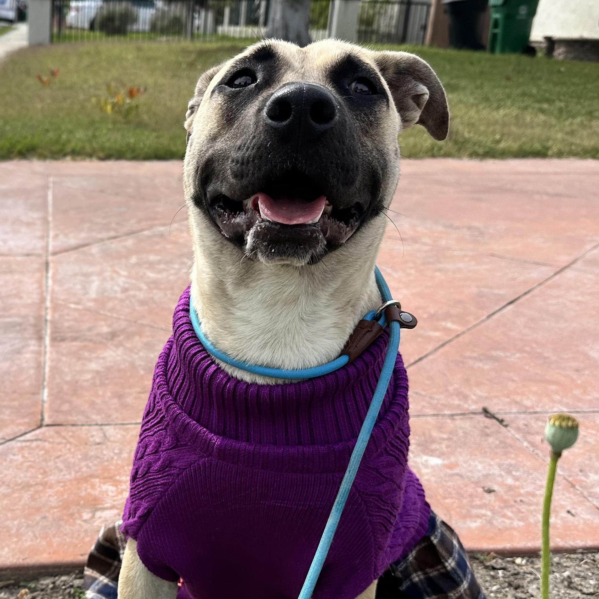 Sadie, a Adoptable mixed breed in Sun Valley, CA image 6/6