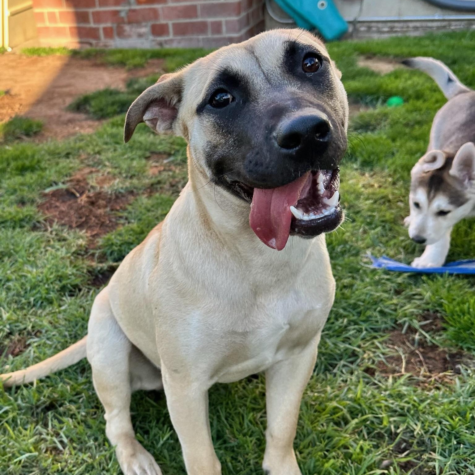 Sadie, Adoptable, Puppy Female Pit Bull Terrier & Labrador Retriever.
