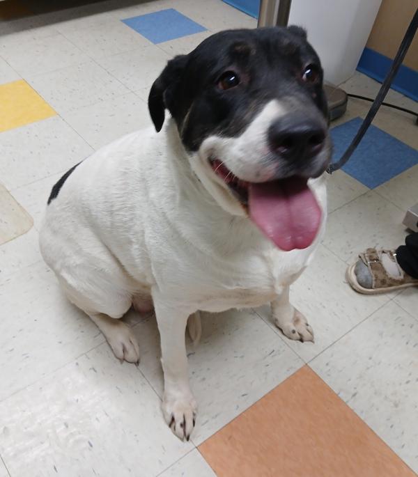 Enlarge Roulette, a Adoptable mixed breed in Sioux City, IA image 1/3