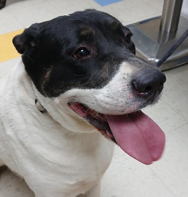 Enlarge Roulette, a Adoptable mixed breed in Sioux City, IA image 2/3