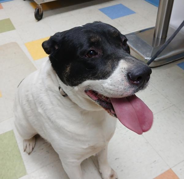 Enlarge Roulette, a Adoptable mixed breed in Sioux City, IA image 3/3