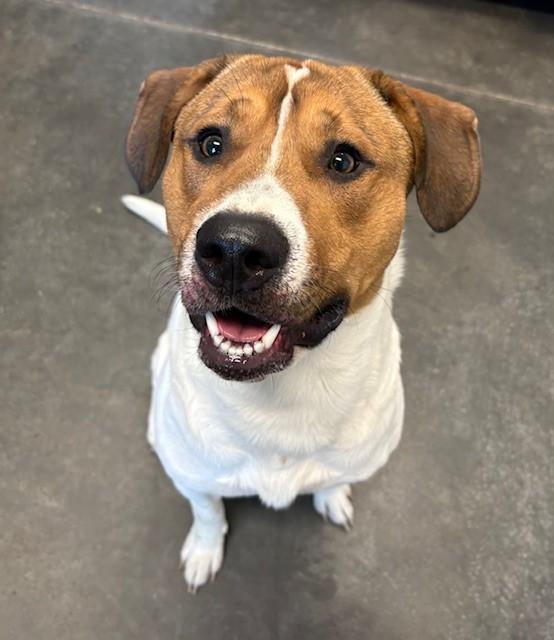 Enlarge JACK, a Adoptable mixed breed in Brunswick, GA image 1/1
