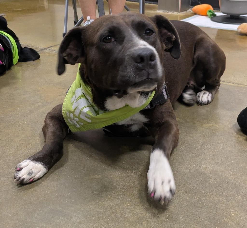 Enlarge Molly, a Adoptable mixed breed in Florence, SC image 1/5