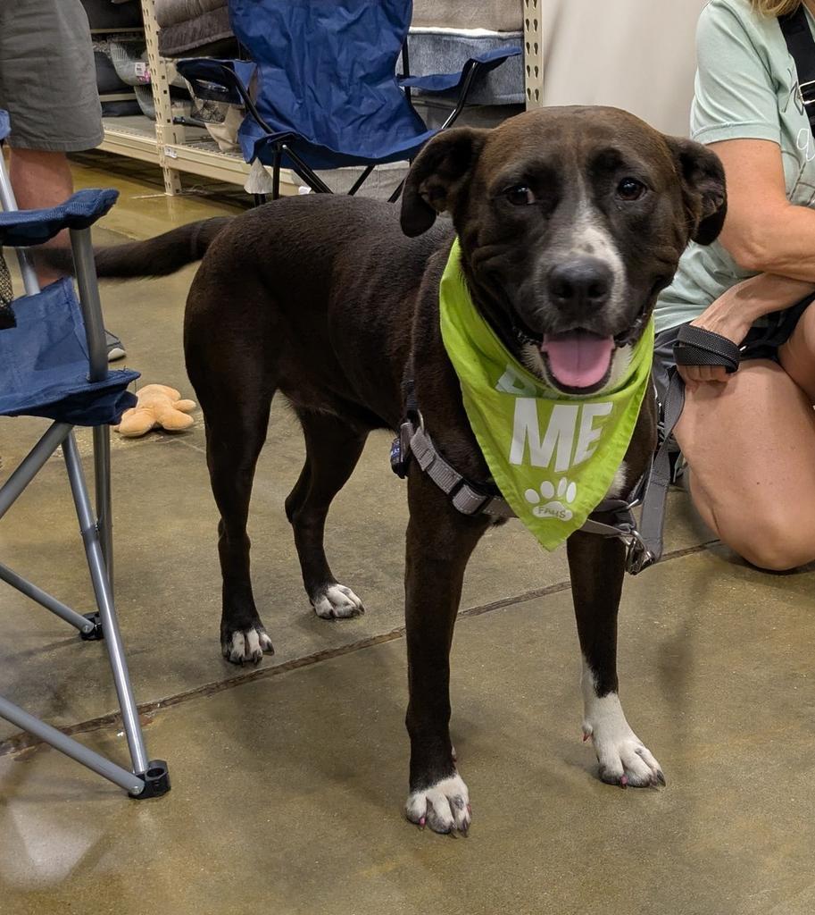 Enlarge Molly, a Adoptable mixed breed in Florence, SC image 3/5