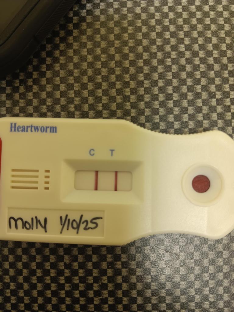 Enlarge Molly, a Adoptable mixed breed in Florence, SC image 4/5