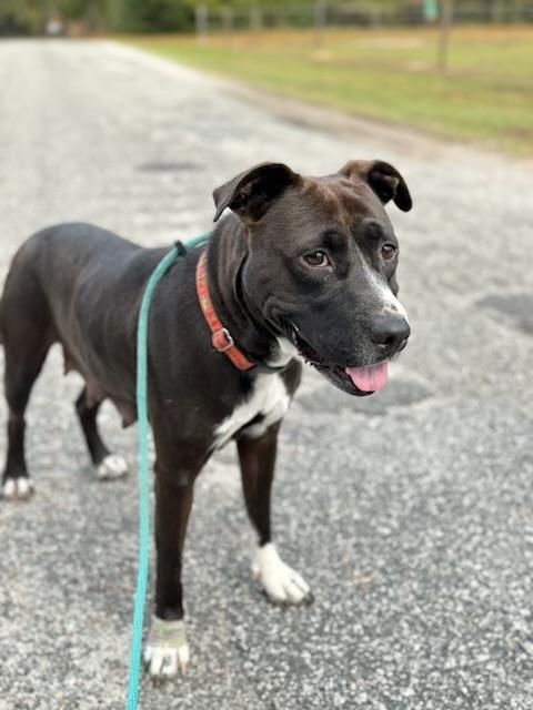 Enlarge Molly, a Adoptable mixed breed in Florence, SC image 3/5
