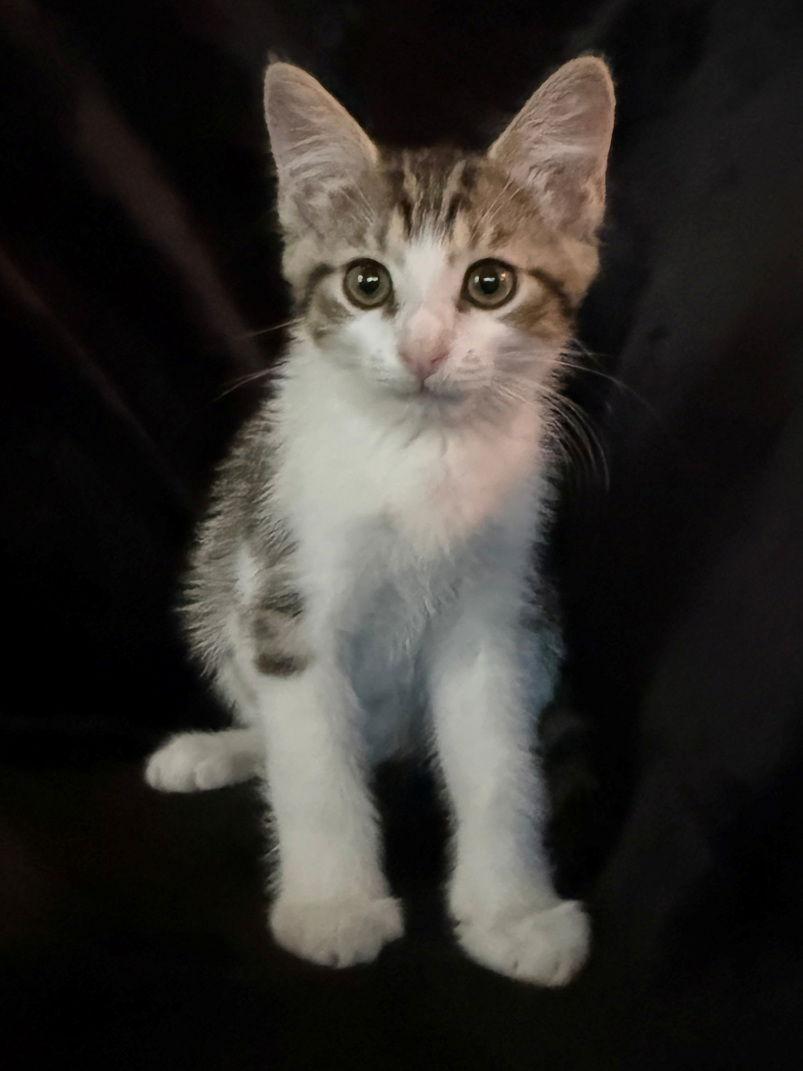 Casserole, Adoptable, Kitten Female Domestic Short Hair.