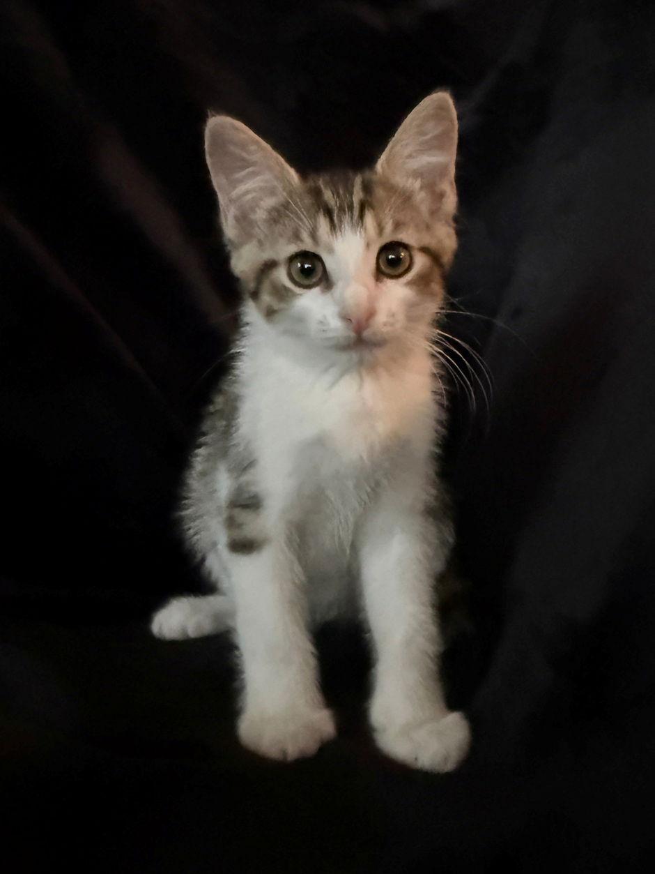 Enlarge Casserole, a Adoptable Domestic Short Hair in Nashville, TN image 2/3