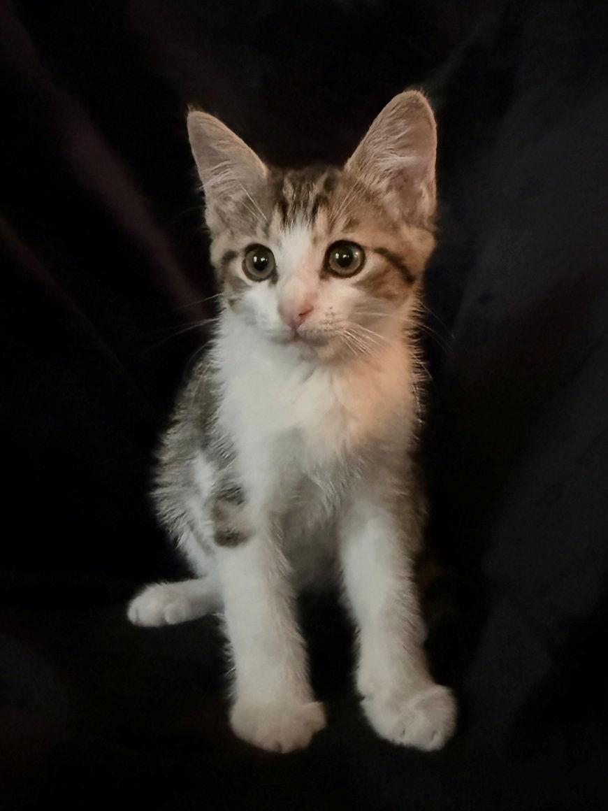 Enlarge Casserole, a Adoptable Domestic Short Hair in Nashville, TN image 3/3