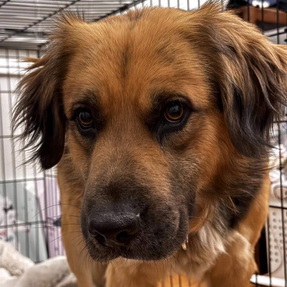 Warren, Adoptable, Adult Male Shepherd.