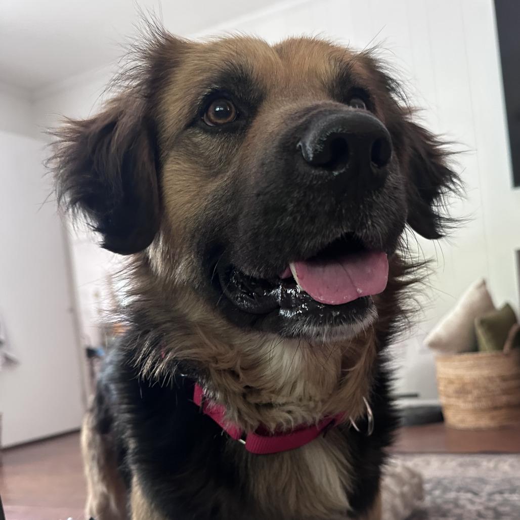 Enlarge Warren, a Adoptable Shepherd in Raleigh, NC image 4/6