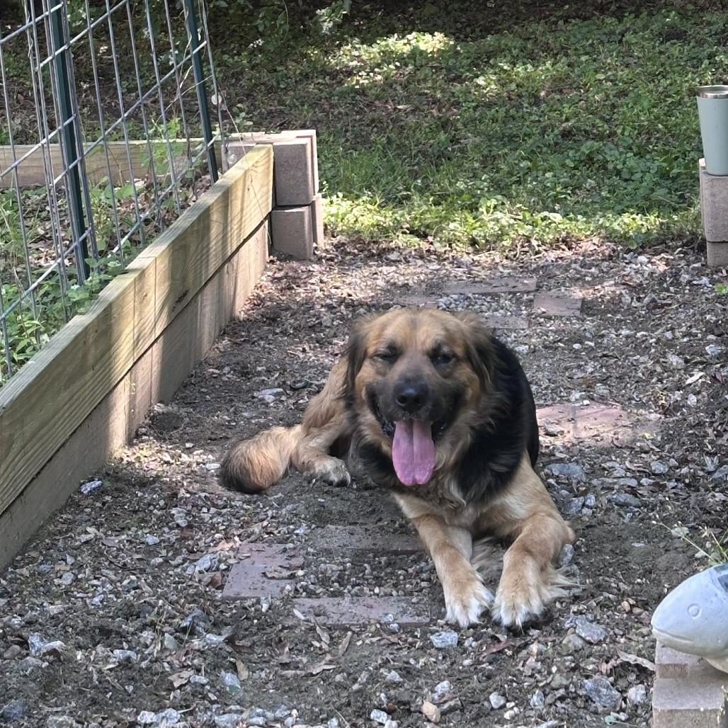 Enlarge Warren, a Adoptable Shepherd in Raleigh, NC image 5/6
