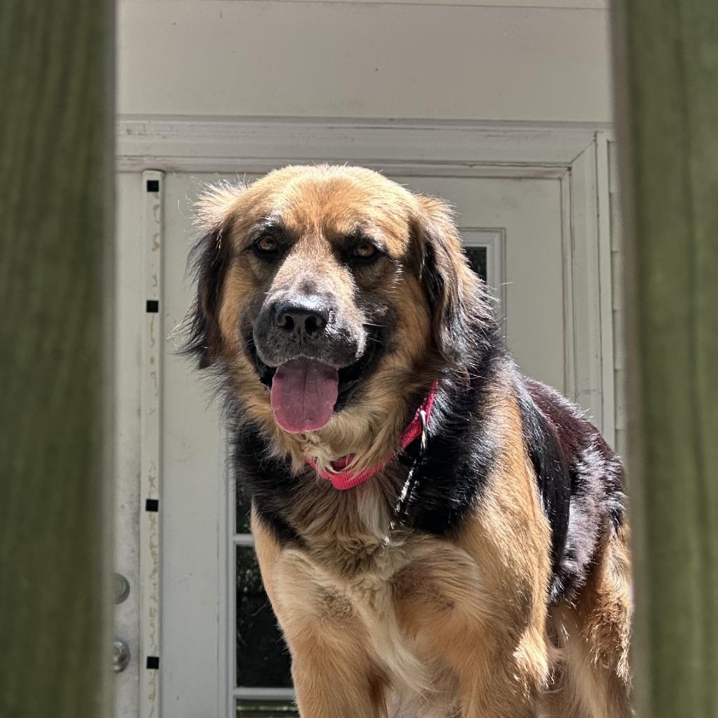 Enlarge Warren, a Adoptable Shepherd in Raleigh, NC image 6/6