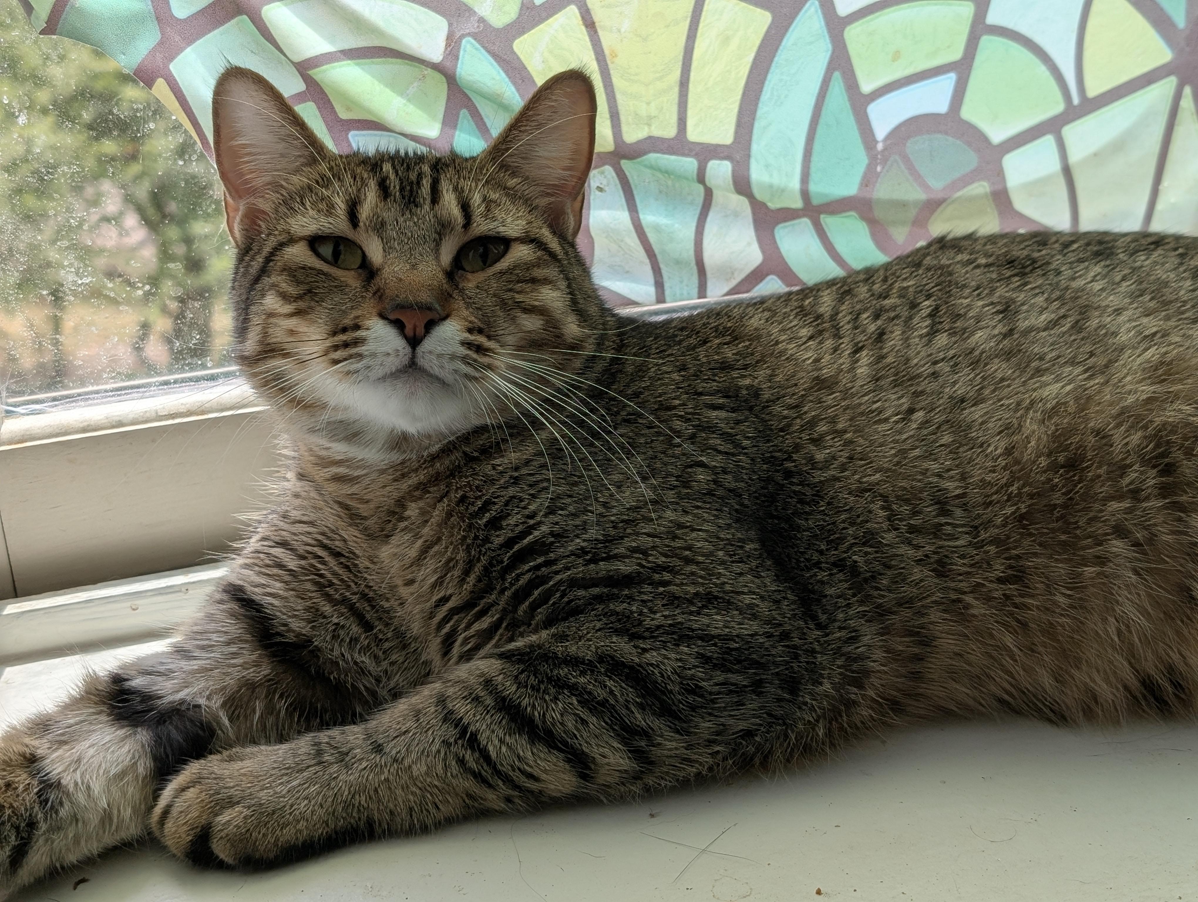 Bowie, an adopted Tabby in Pearland, TX image 4/6