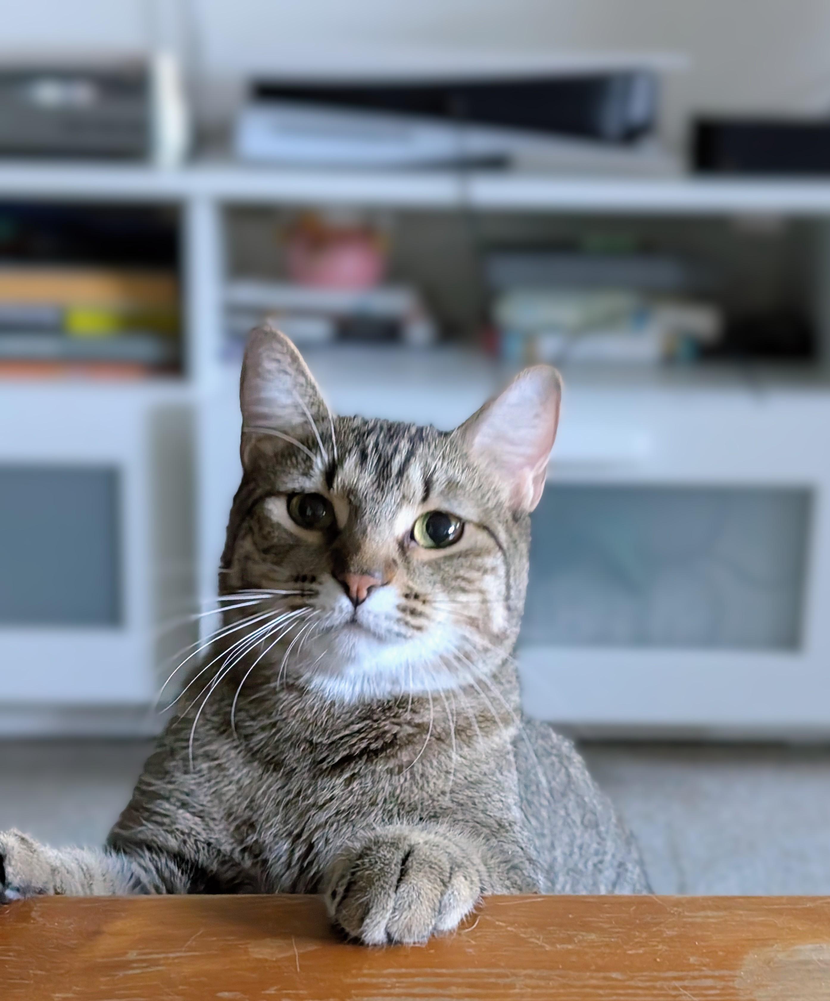 Bowie, an adopted Tabby in Pearland, TX image 2/6