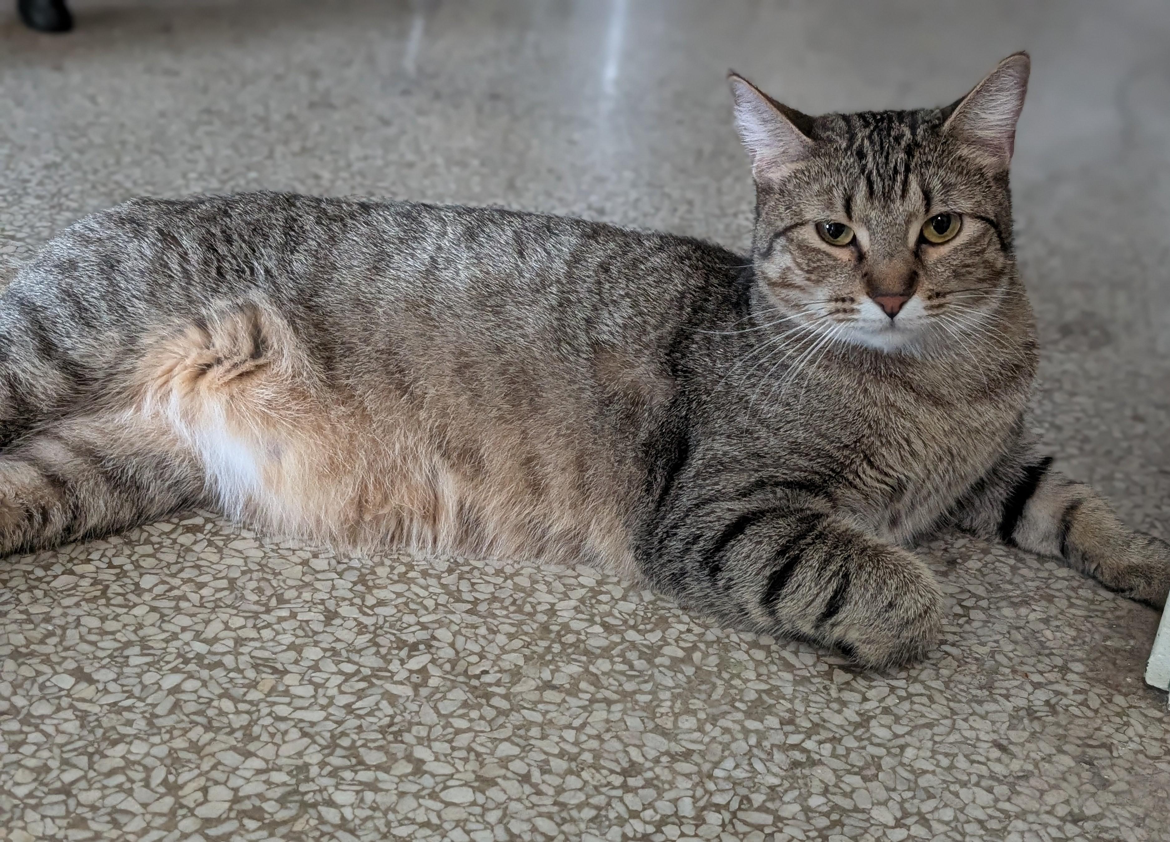 Bowie, adopted, Adult Male Tabby.