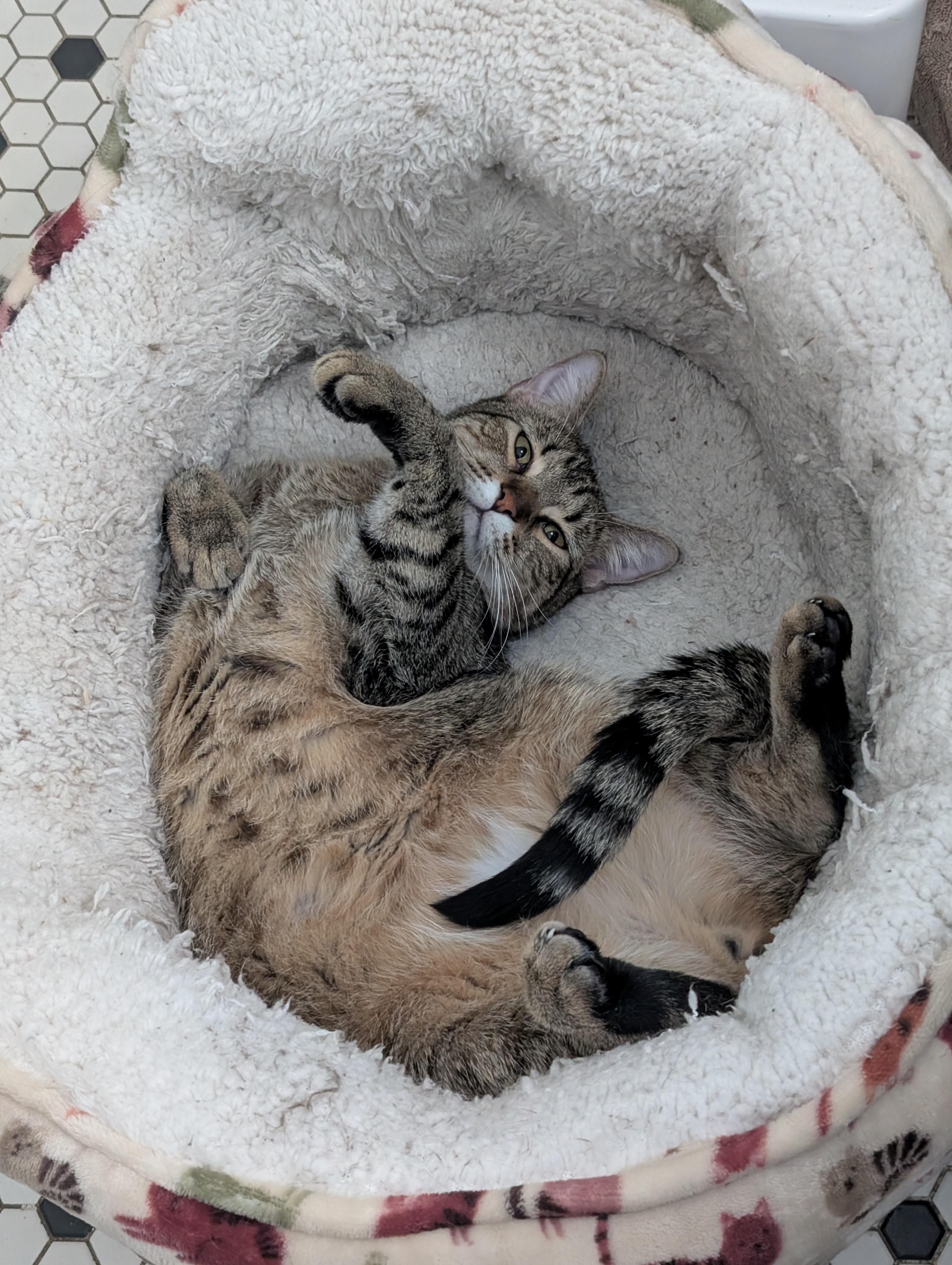 Bowie, an adopted Tabby in Pearland, TX image 3/6
