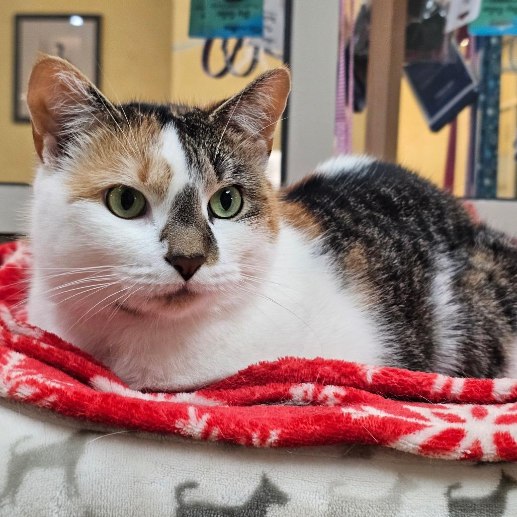 Kimchi, ADOPTABLE, Adult Female Domestic Short Hair.