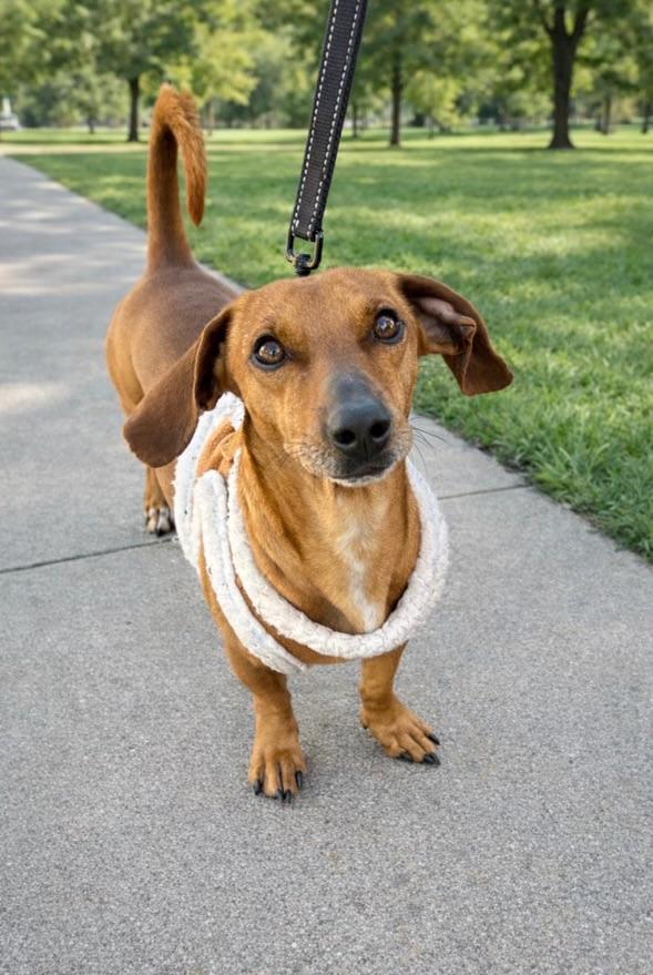 Enlarge Jasper, an adoptable Dachshund in Oceanside, CA image 1/1
