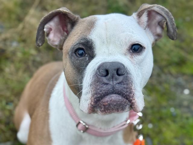 ADDIE, Adoptable, Adult Female Boxer & Mixed Breed.