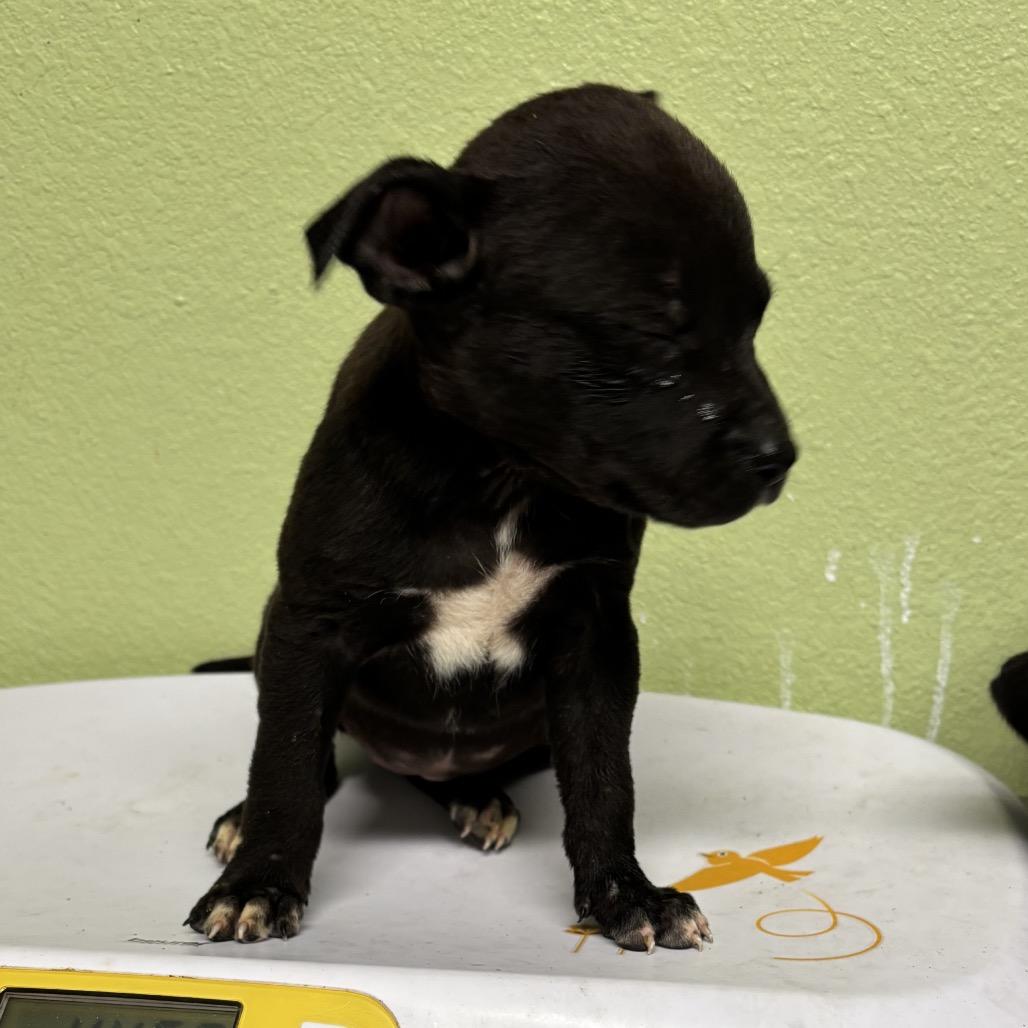 Paisley, Adoptable, Young Female Pit Bull Terrier & Mixed Breed.