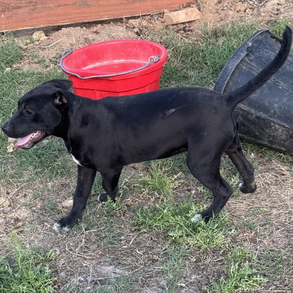 Paisley, a Adoptable mixed breed in Floresville, TX image 2/6