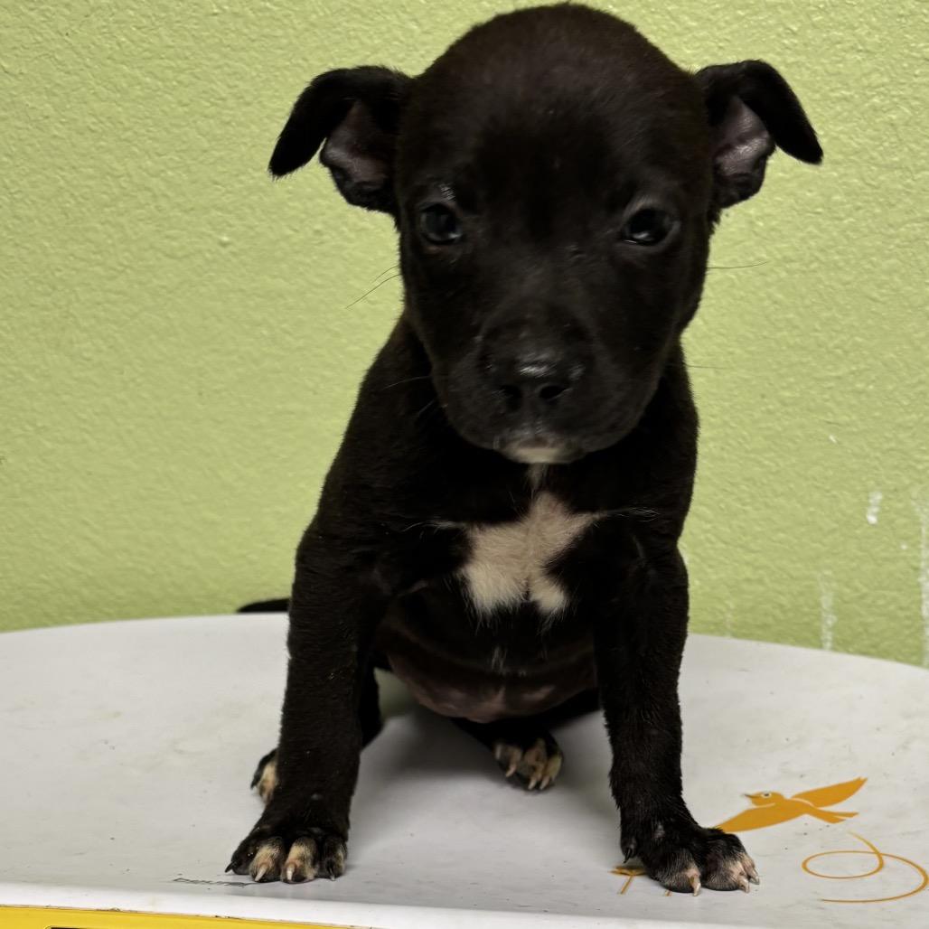 Paisley, a Adoptable mixed breed in Floresville, TX image 3/6