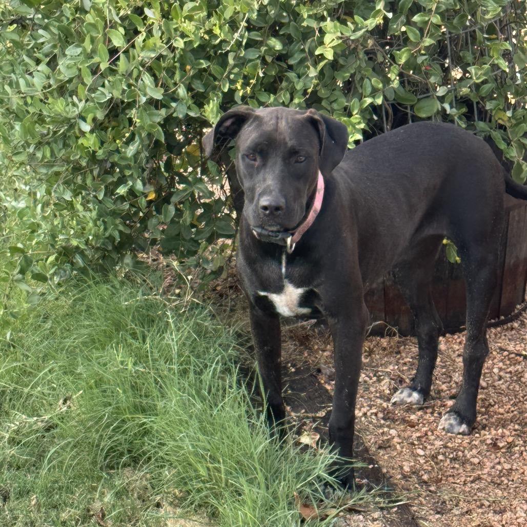 Enlarge Paisley, a Adoptable mixed breed in Floresville, TX image 3/6