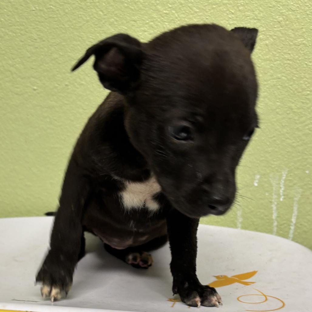 Paisley, a Adoptable mixed breed in Floresville, TX image 4/6