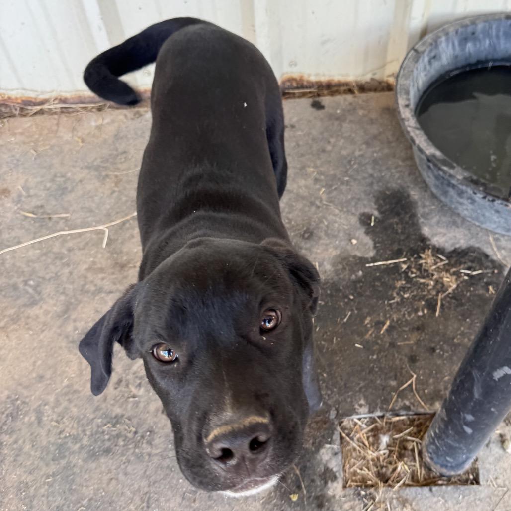 Paisley, a Adoptable mixed breed in Floresville, TX image 5/6