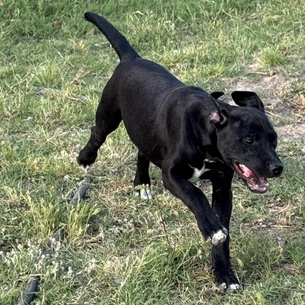 Paisley, a Adoptable mixed breed in Floresville, TX image 6/6